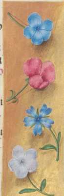 Verzierte Randleiste auf Goldgrund:Vergissmeinnicht, Kornblume
 ... from