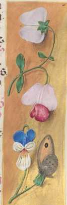 Verzierte Randleiste auf Goldgrund:Schmetterlingsblütler, Stiefmütterchen, ... from
