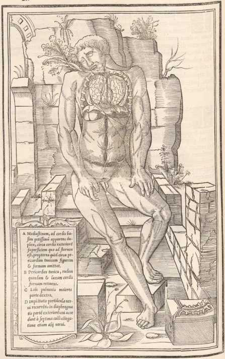 Ganzseitige Darstellung des menschlichen Körpers ... de