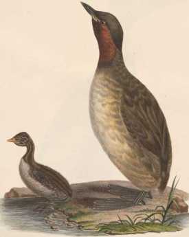 Der kleien Steißfuß, Männchen + ... from