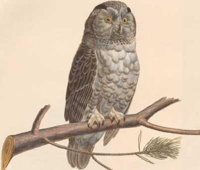 Der rauchfüßige Kauz, Weibchen ... da