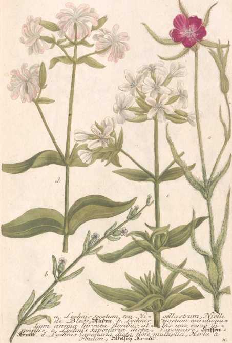 Figura da