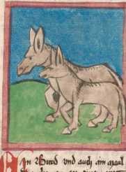 Miniatur: Das Pferd und das ... din