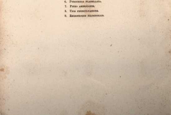 Abbildung aus
