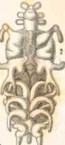 Figura de