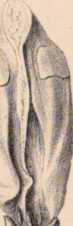 Figura de