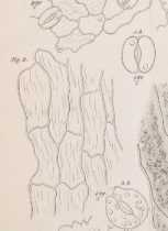 Illustration dans