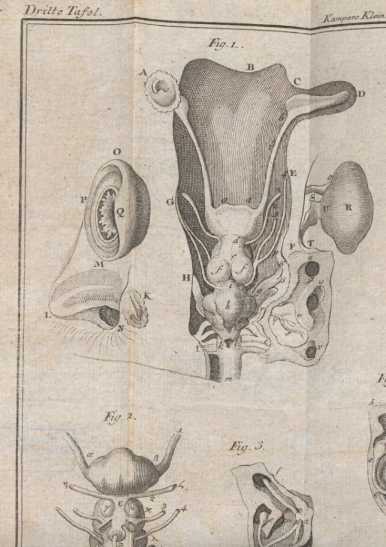 Figura da