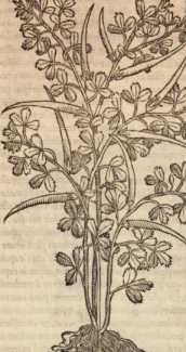 Figura din