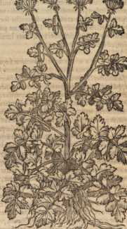 Figura din