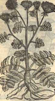 Figura din