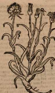 Figura da