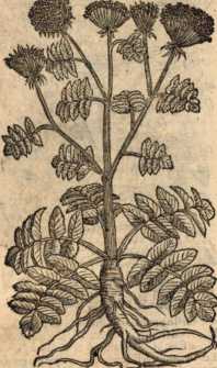 Figura din