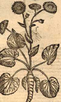 Figura din