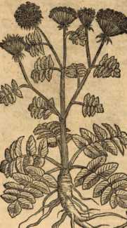 Figura din