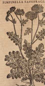 Figura din