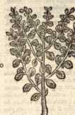 Figura de