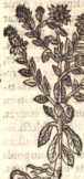 Figura de