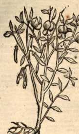 Figura de