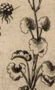 Figura de