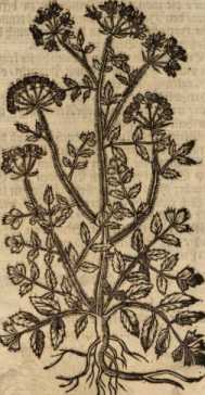 Figura din