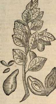 Figura da