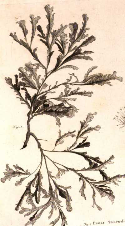 Figura