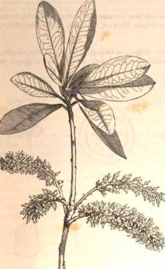 Figura da