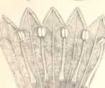 Figura de