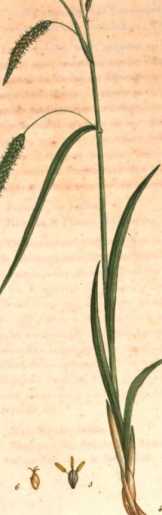 Figura din