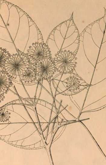 Illustration dans