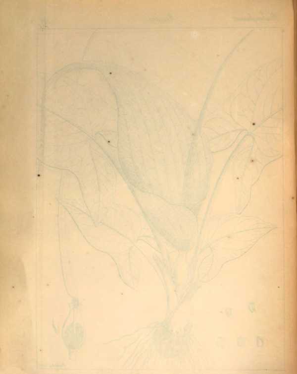 Illustration dans