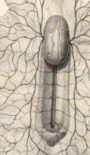 Figura