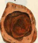 Figura de