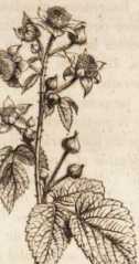 Figura da
