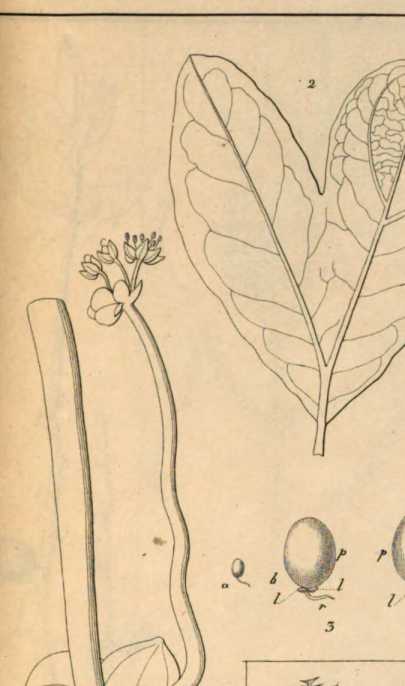 Figura din