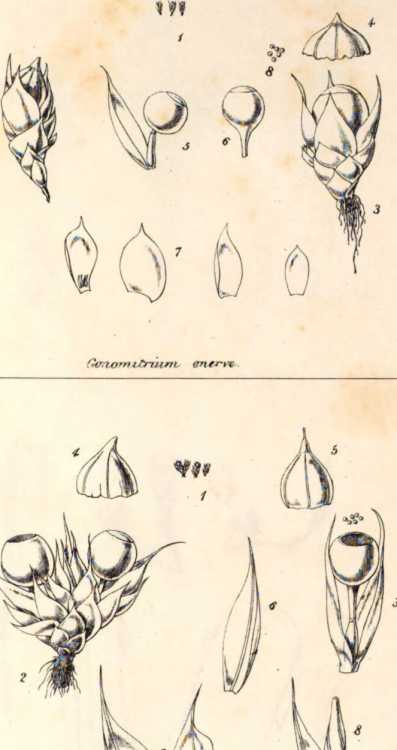 Figura da
