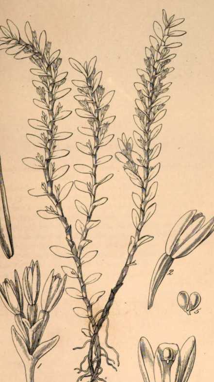 Figura da