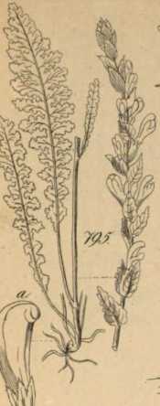 Figura da