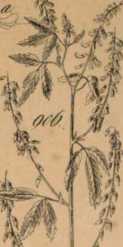 Figura da