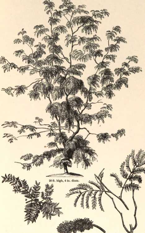 Figura da