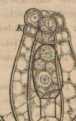 Figura din