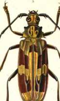 Figura de