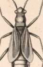 Figura de