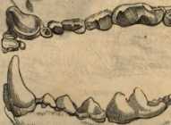 Figura da