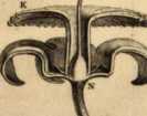 Figura da