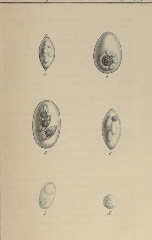 Figura de
