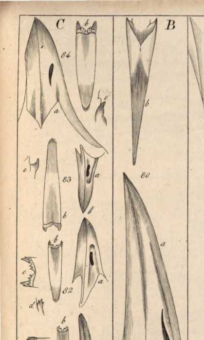 Figura din