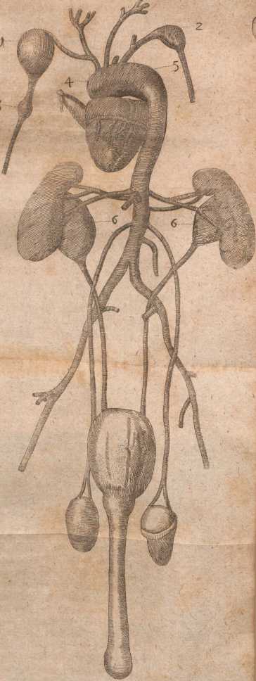 Figura din
