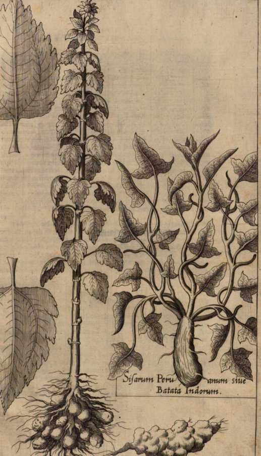 Figura din